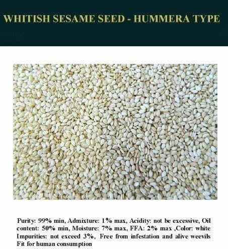 Sesame Seeds - Humera Type